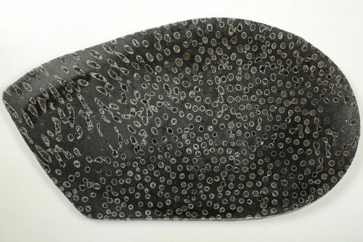 Polished Fossil Coral (Lithostrotion) - England #207088
